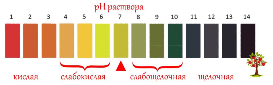 Необычные результаты проверки кислотности почвы: эксперименты и выводы