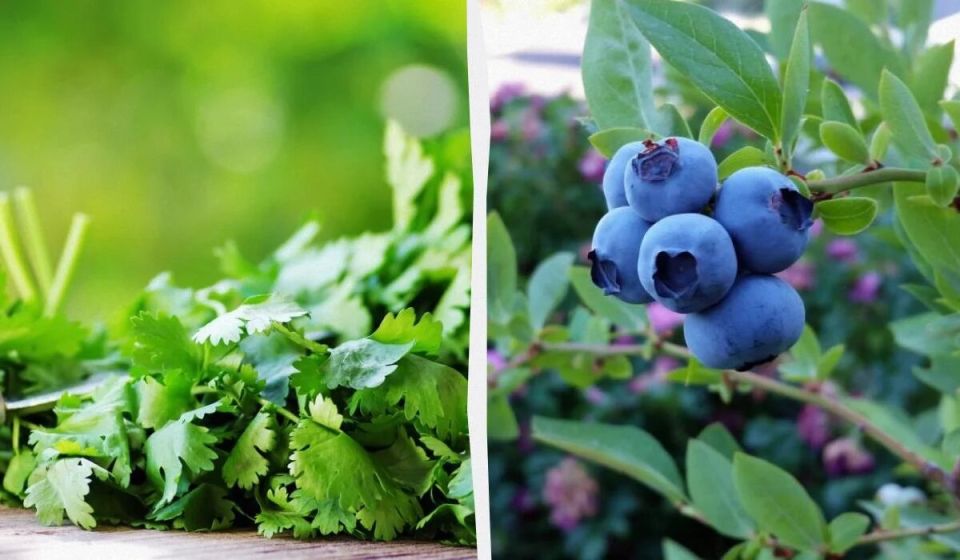 9 растений, обязательных для высоких грядок: садоводы делятся секретами