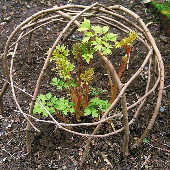 Креативные подходы к усовершенствованию дачного участка