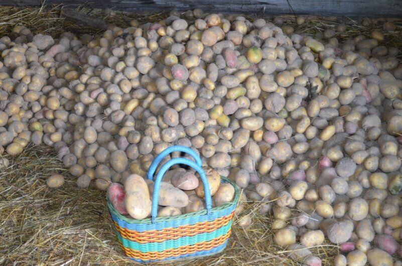 Почему зимний картофель в погребе превращается в кашу