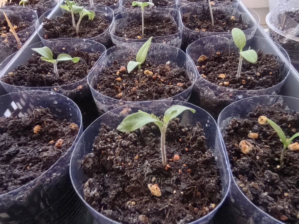 Желтеющие семядольные листья рассады: в чем дело?