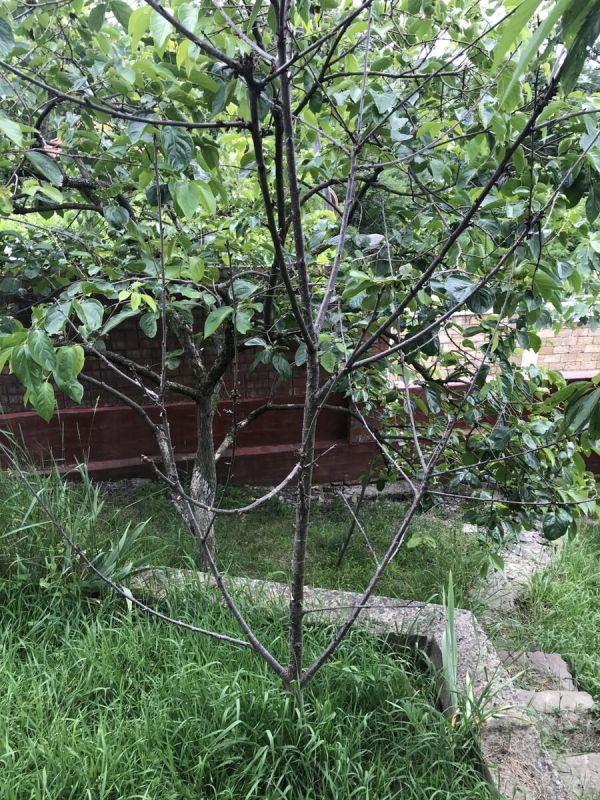 Что делать с черешней, не оправдавшей надежд? Взгляд экспертов на проблему