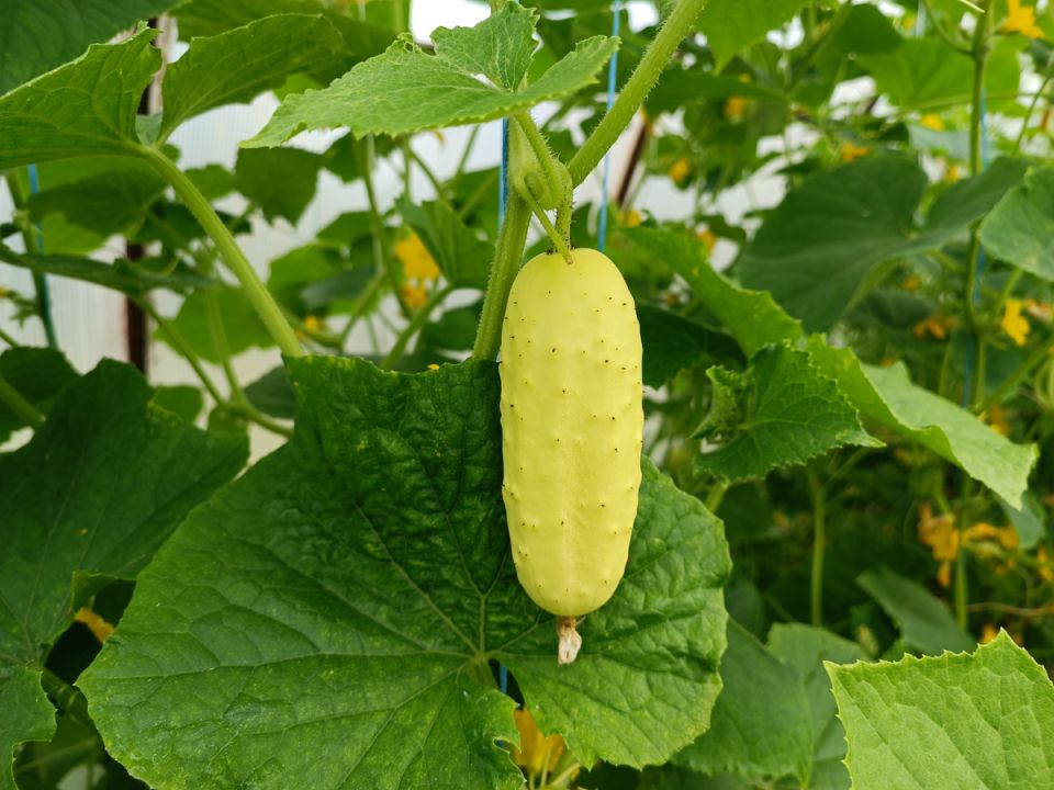 Секретное оружие дачников: черенкование огурцов