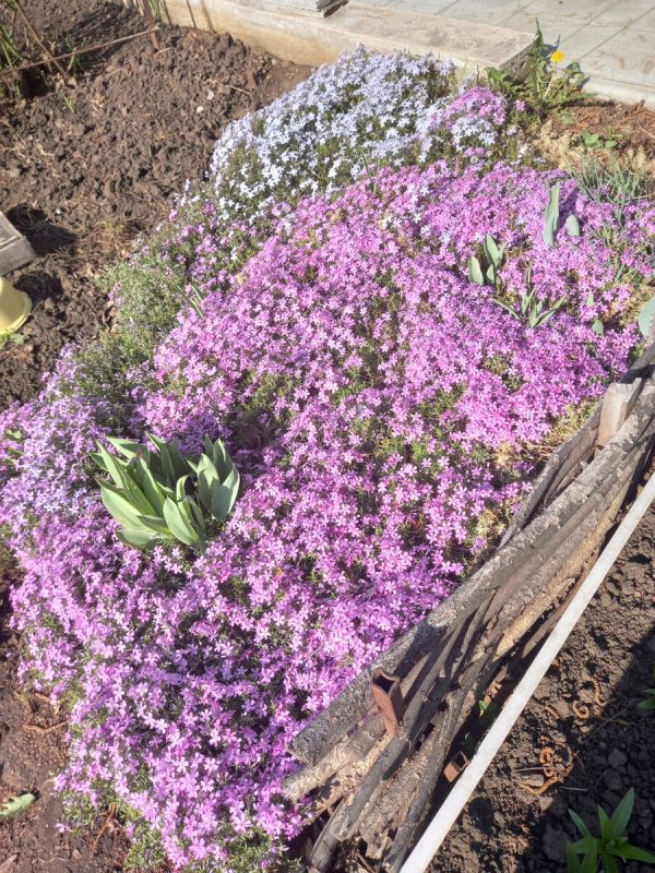 Флокс шиловидный: магия цветения и простота ухода, о которой мечтают все садоводы