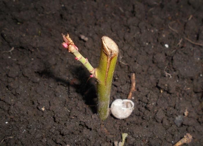 Секреты успешного укоренения черенков: аптечные средства, которые работают