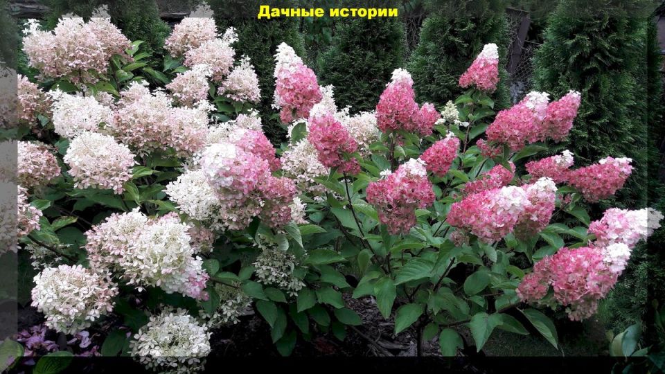 Пора заботиться о гортензии метельчатой