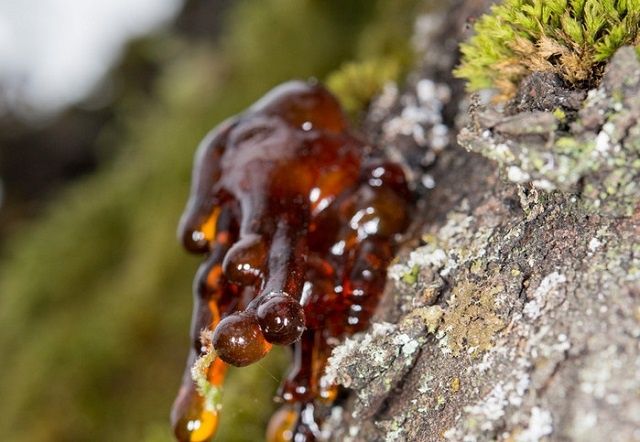 Как избавиться от смолы: методы и советы