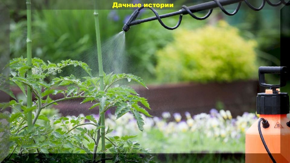 Как понять, что растениям не хватает бора: признаки и решения для дачников