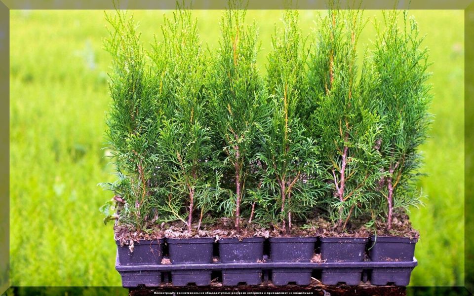 Как создать идеальную живую изгородь из туи