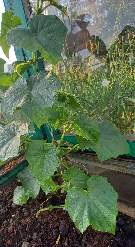 Организуем огуречник по системе конвейера