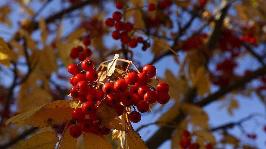 Диетологи предупреждают: рябина не для всех