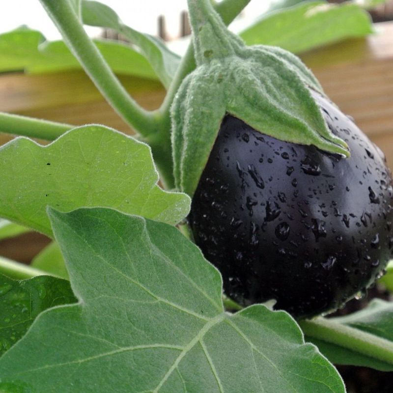 Взгляд на баклажаны 2025 года: 8 сортов для урожайного сезона