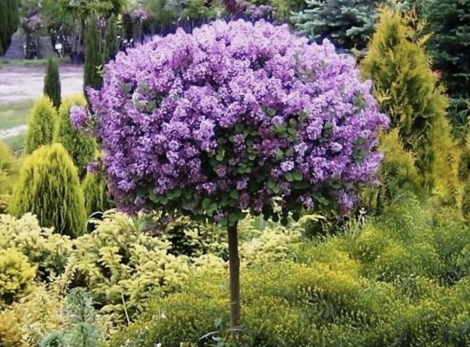 Как создать шикарную штамбовую сирень: секреты успешного формирования