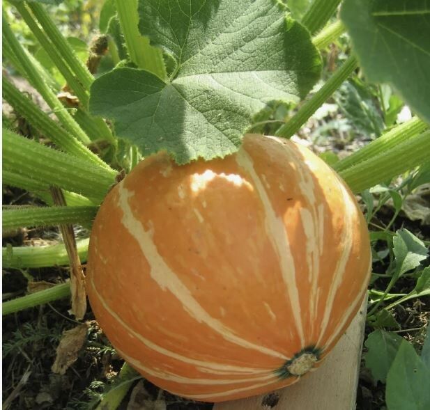 Как выбрать идеальную тыкву: 5 простых советов