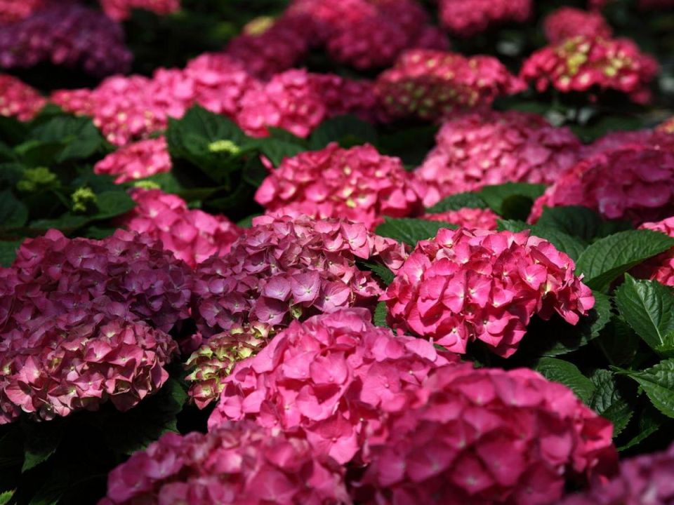 Тайны успешного ухода за гортензиями: как добиться великолепного цветения