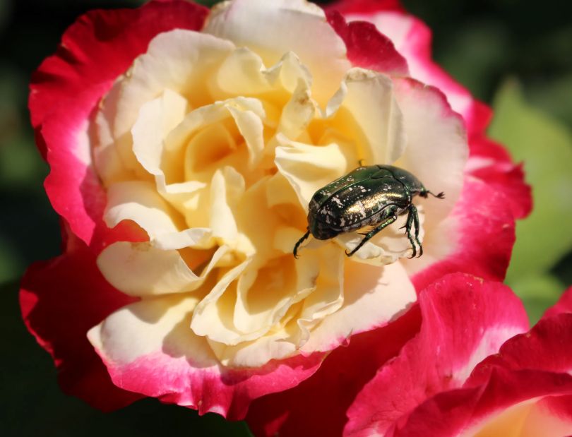 Бронзовки атакуют: как защитить сад от навязчивых жуков?