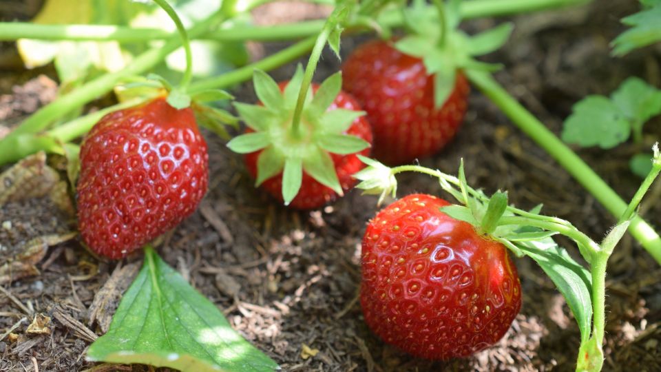 В августе раскидайте это по грядкам с клубникой: следующим летом ягод не сосчитаете