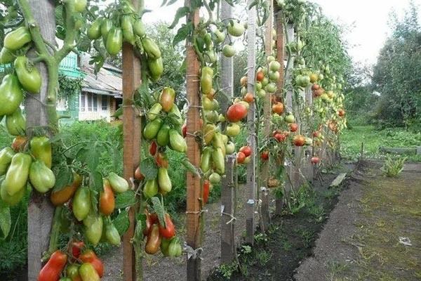 Выращивание томатов Петруша огородник: секреты успешного урожая