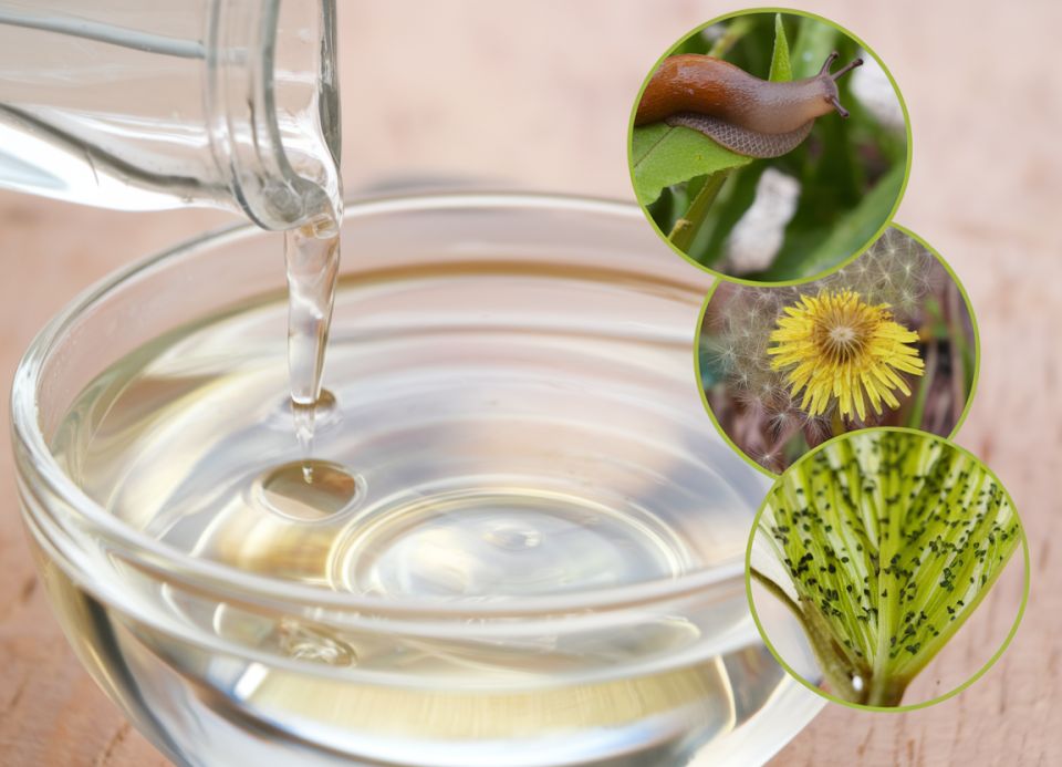 Эффективные методы борьбы с огородными вредителями: уксусный спрей в действии