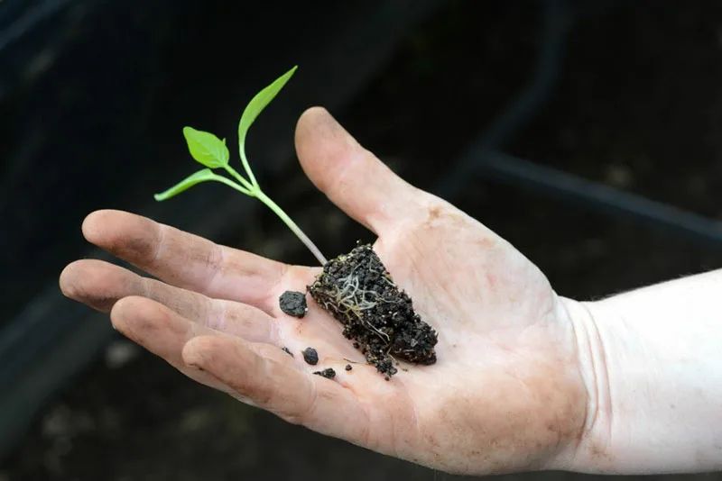 Пикировка или перевалка: как выбрать лучшее для вашей рассады