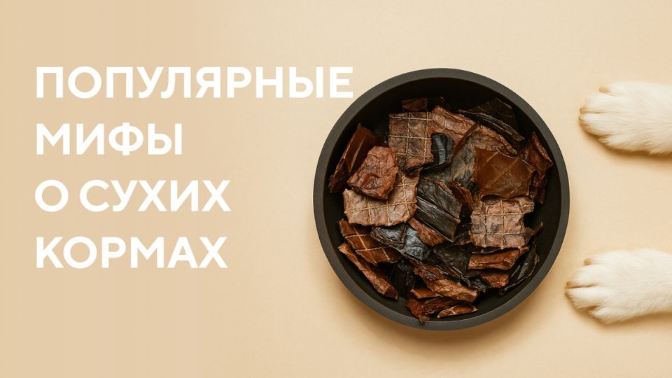 Развенчиваем мифы о сухих кормах: правда и вымысел