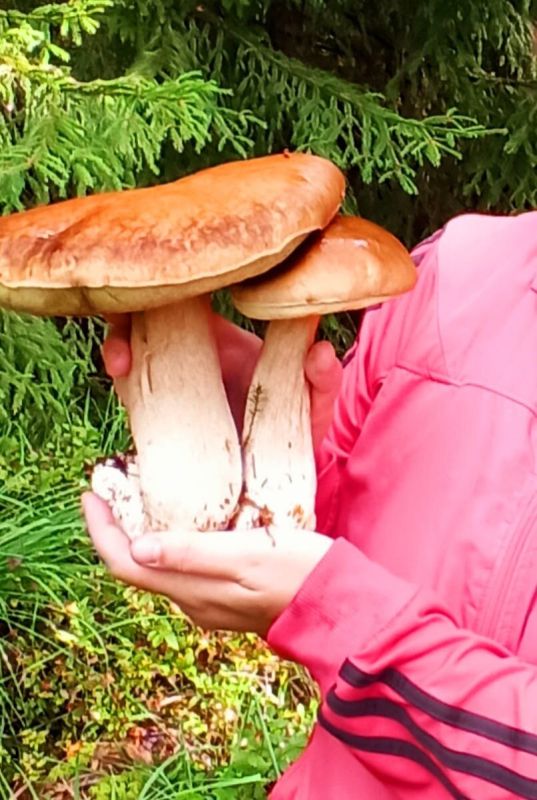 Огромный улов грибов и ягод: охота в лесу на вкусности