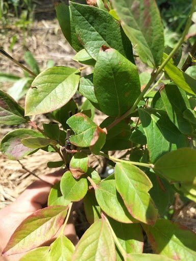 Почему красные листья голубики могут сигнализировать о проблемах с почвой?