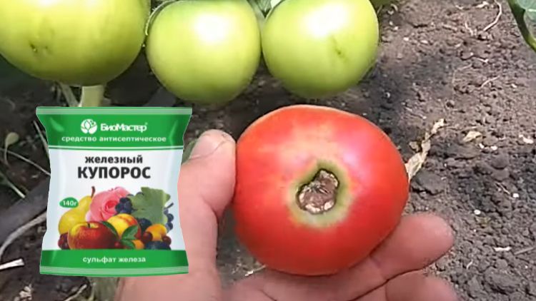 Как избегать вершинной гнили на томатах: секреты успешного урожая