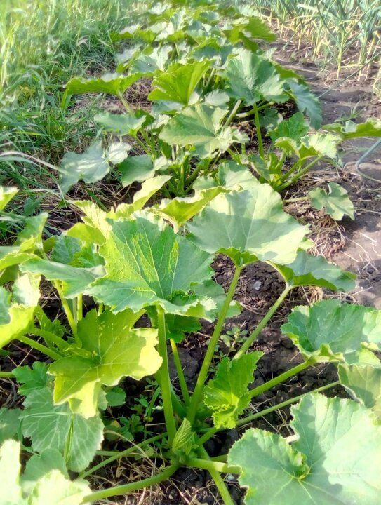 Почему на кабачках опадают завязи и как это исправить