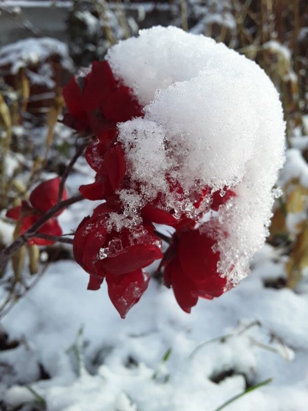 Сад в зиму: как сохранить красоту в снежную пору