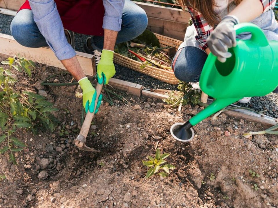 Секрет садоводов: как использовать сорняки для повышения урожая
