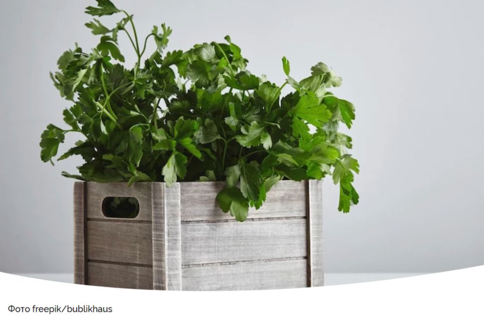Как вырастить петрушку на подоконнике зимой