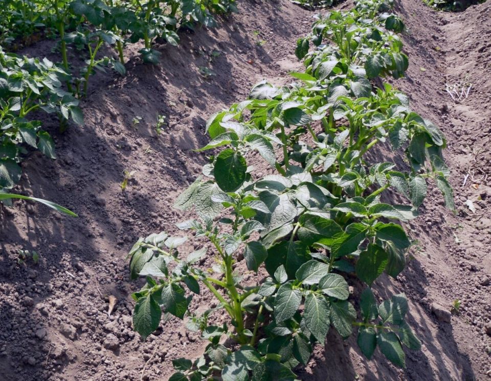 Окучивание картофеля: секреты, которые помогут получить щедрый урожай