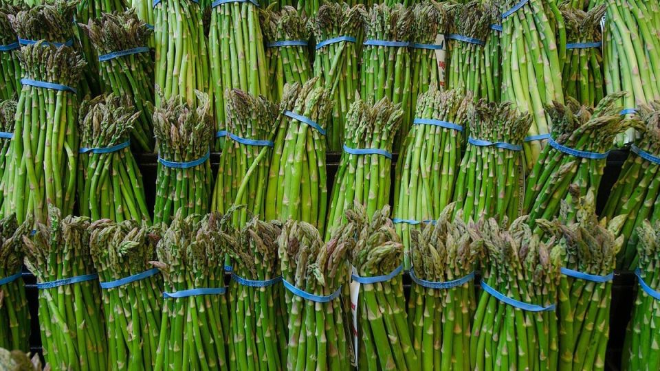 Выращивание спаржи: от подготовки почвы до сбора урожая