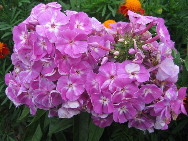 Как отличить сортовой флокс от заражённого: пестролепестность под микроскопом