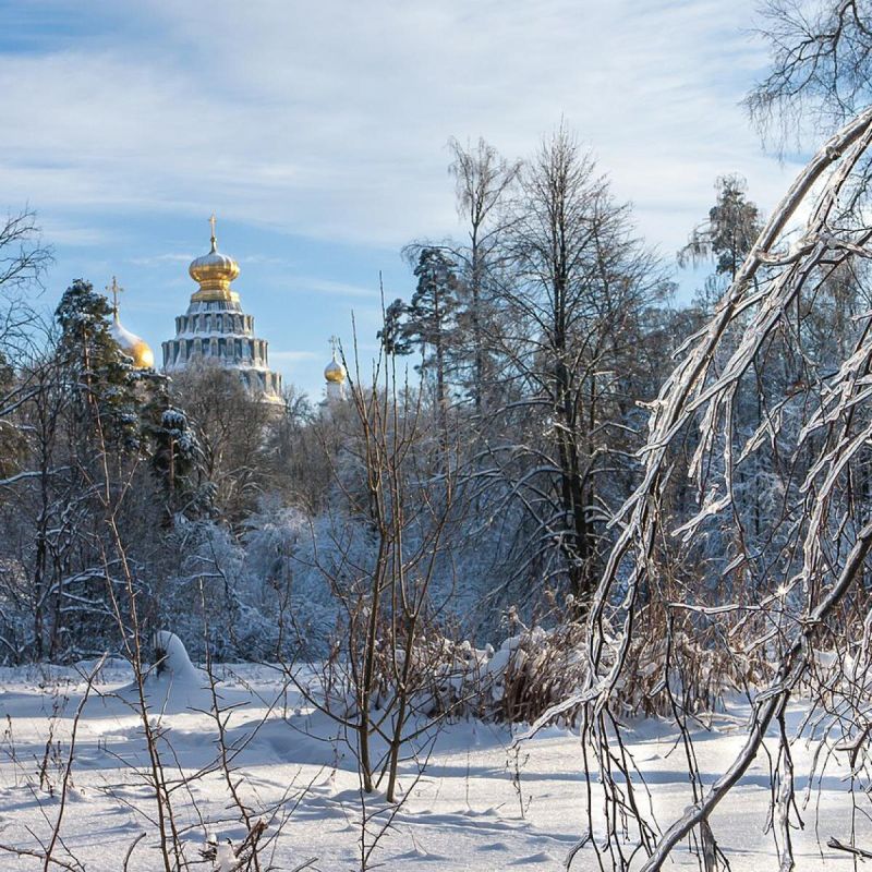 Защита деревьев от ледяной корки: важные меры на зимний период