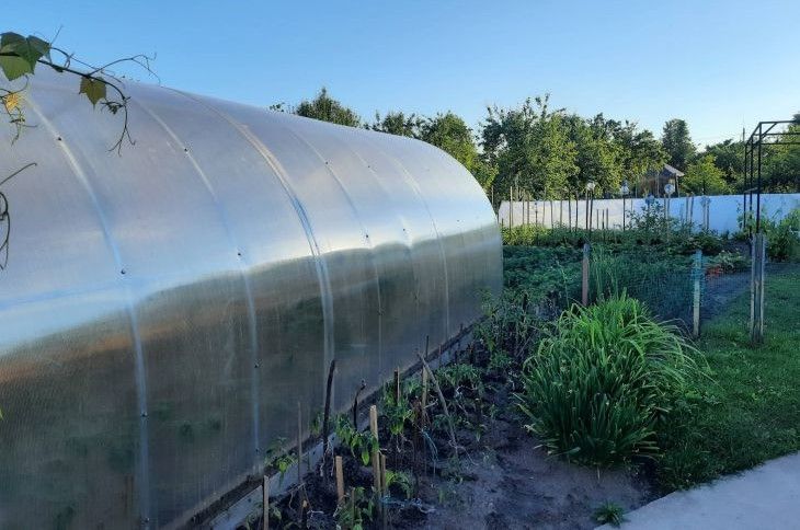 Как избавиться от плесени в теплице: трехкопеечное средство