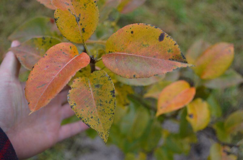 Как подготовить молодую грушу к зиме: советы по осеннему удобрению