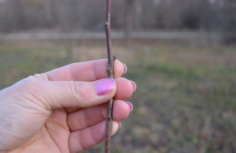 Как эффективно привить яблоню: секреты успешной копулировки