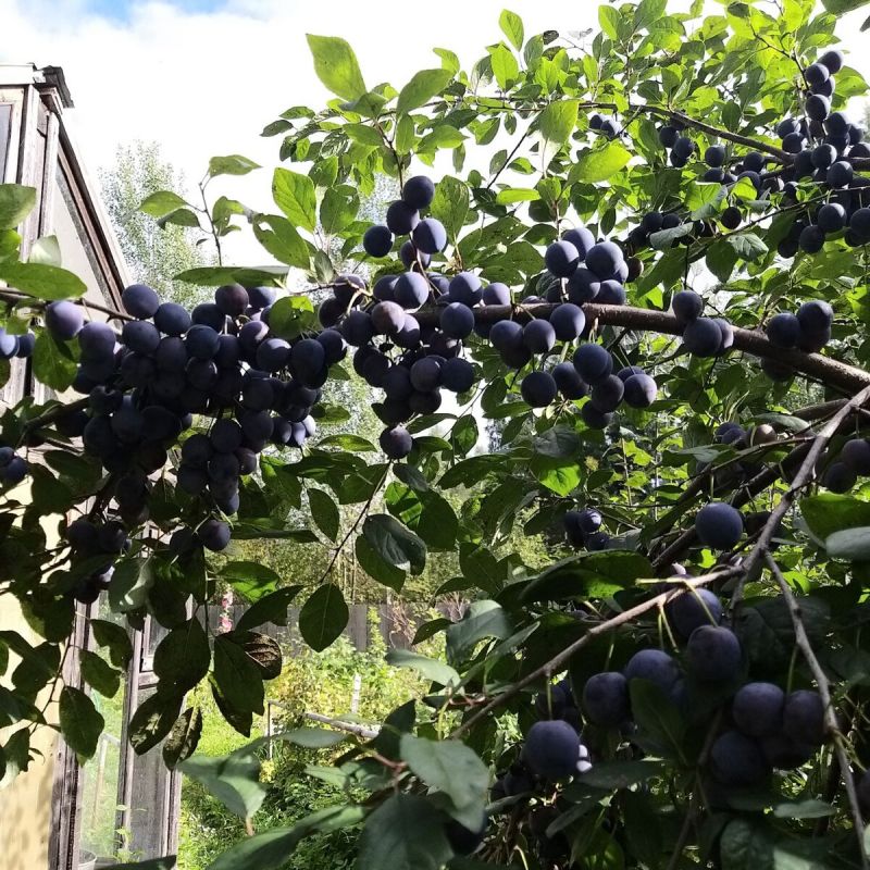 Как выбрать идеальный саженец для вашего сада: секреты успешной посадки