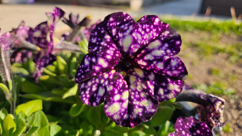 Как понять, что растениям не хватает питания? Взгляд на основные элементы и доступные решения