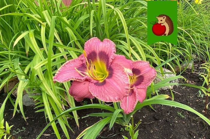 Как заботиться о лилейниках в конце лета для пышного цветения