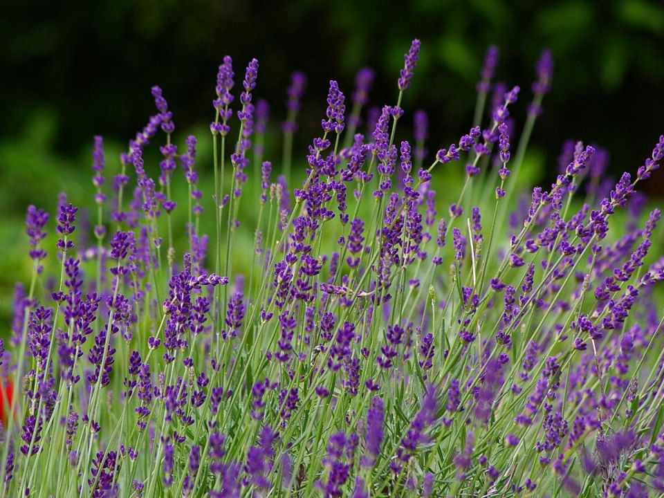 Лаванда на подоконнике: как вырастить домашний ароматный кустик