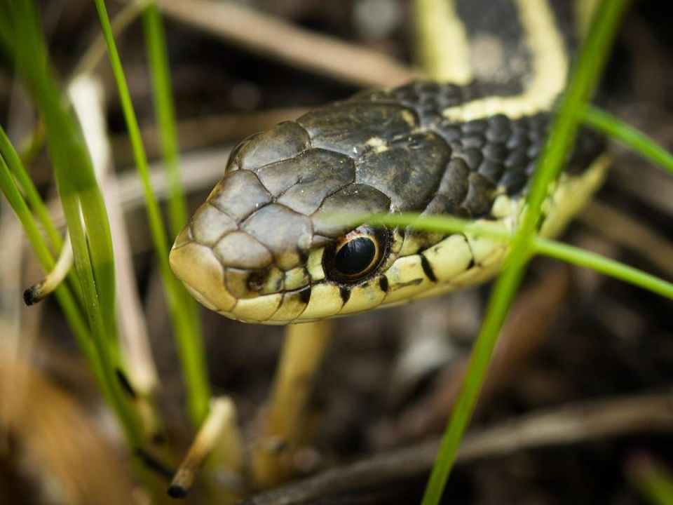 Как предотвратить встречу с неуловимыми соседями: змеи на даче и их отпугивание