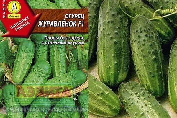 Огурец Журавлёнок: как вырастить лучший урожай
