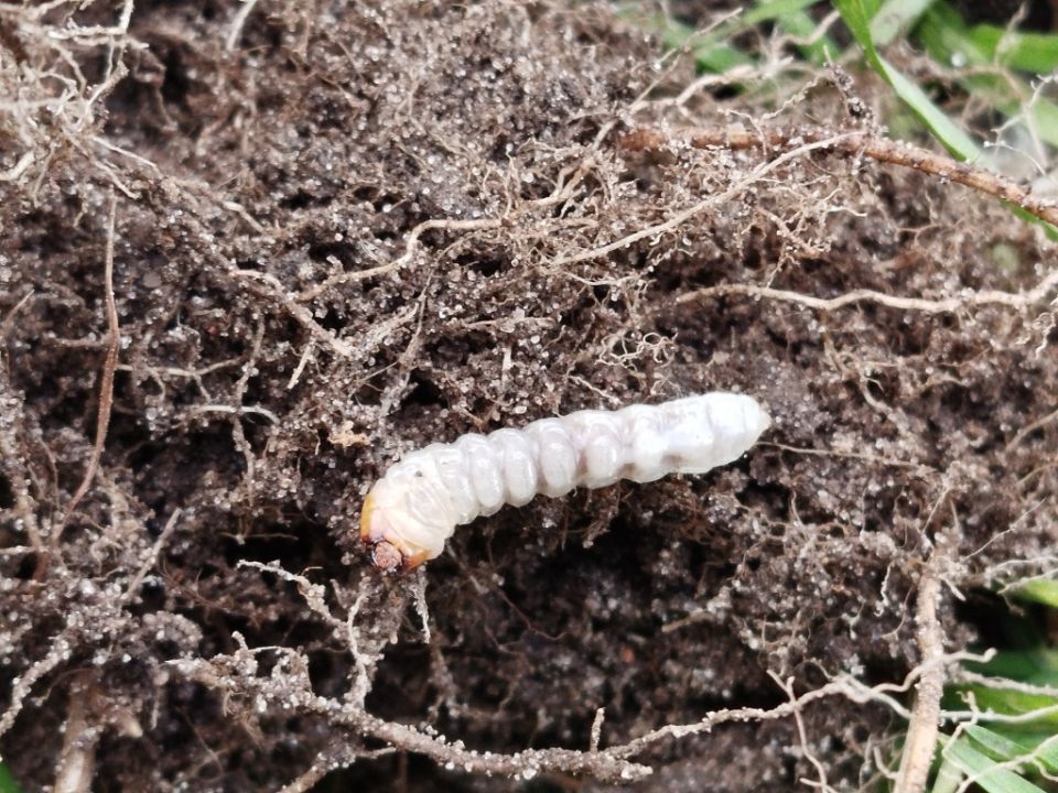 Секреты зимовки вредителей: как предотвратить ущерб вашему саду