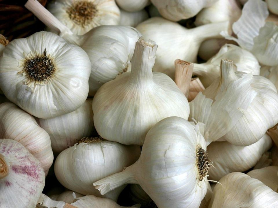 Как сохранить чеснок свежим и ароматным до весны