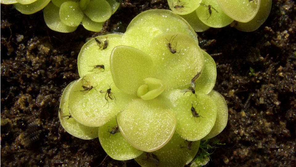 Маленькие мошки заполонили дом: от крылатых гостей избавит одно средство