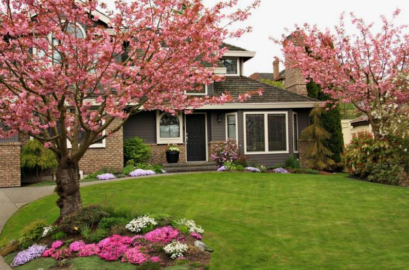 Деревья-осушители: Как сделать свой участок суше с помощью зелёных помощников