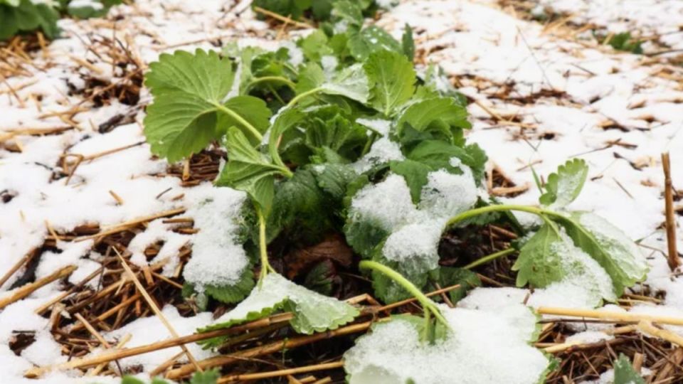 Как сохранить клубнику: секреты успешной зимовки от опытных дачников